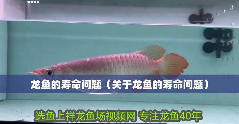 龍魚的壽命問題（關于龍魚的壽命問題）