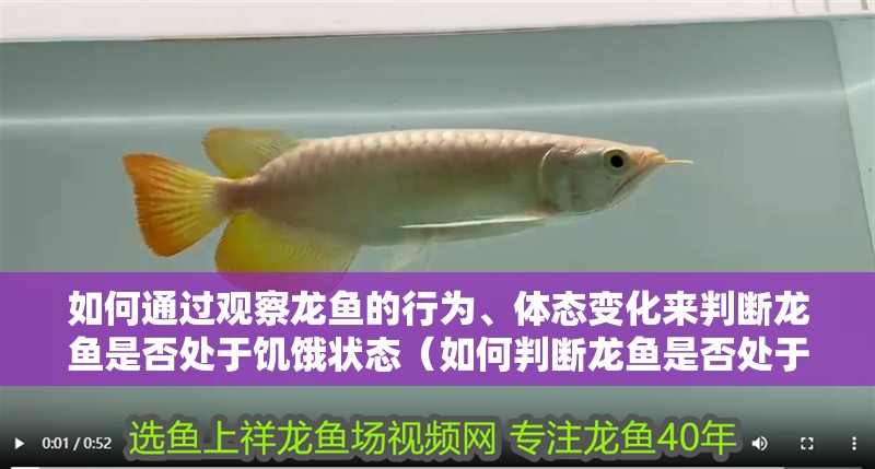 如何通過觀察龍魚的行為、體態變化來判斷龍魚是否處于饑餓狀態（如何判斷龍魚是否處于饑餓狀態）