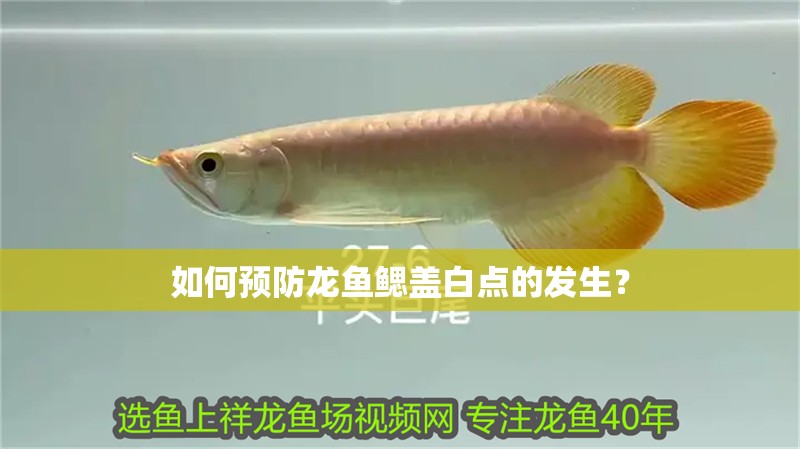 如何預防龍魚鰓蓋白點的發生？