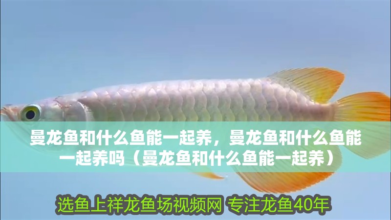 曼龍魚和什么魚能一起養(yǎng)，曼龍魚和什么魚能一起養(yǎng)嗎（曼龍魚和什么魚能一起養(yǎng)）