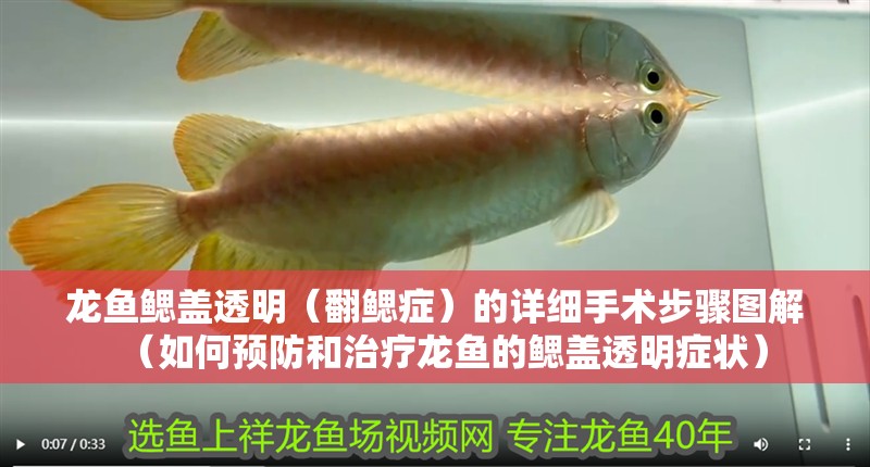 龍魚鰓蓋透明（翻鰓癥）的詳細手術步驟圖解（如何預防和治療龍魚的鰓蓋透明癥狀）