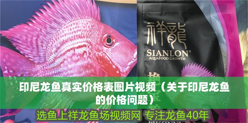 印尼龍魚真實價格表圖片視頻（關于印尼龍魚的價格問題） 印尼龍魚真實價格表圖片視頻（關于印尼龍魚的價格問題） 觀賞魚百科
