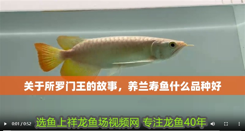 關于所羅門王的故事，養蘭壽魚什么品種好