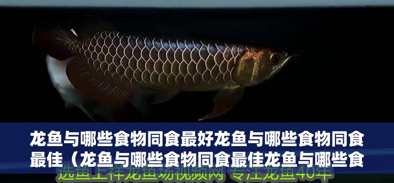 龍魚與哪些食物同食最好龍魚與哪些食物同食最佳（龍魚與哪些食物同食最佳龍魚與哪些食物同食最佳）