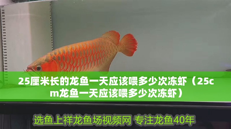 25厘米長的龍魚一天應該喂多少次凍蝦（25cm龍魚一天應該喂多少次凍蝦）