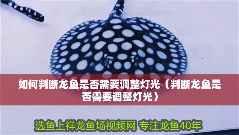 如何判斷龍魚是否需要調(diào)整燈光（判斷龍魚是否需要調(diào)整燈光）