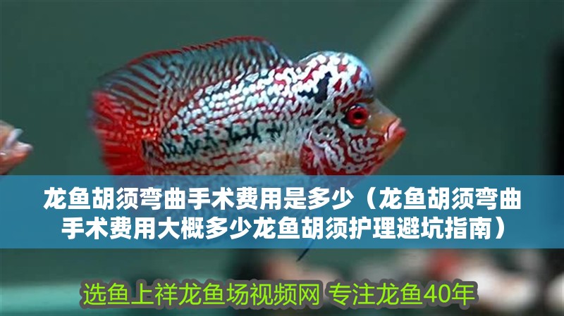 龍魚胡須彎曲手術費用是多少（龍魚胡須彎曲手術費用大概多少龍魚胡須護理避坑指南）
