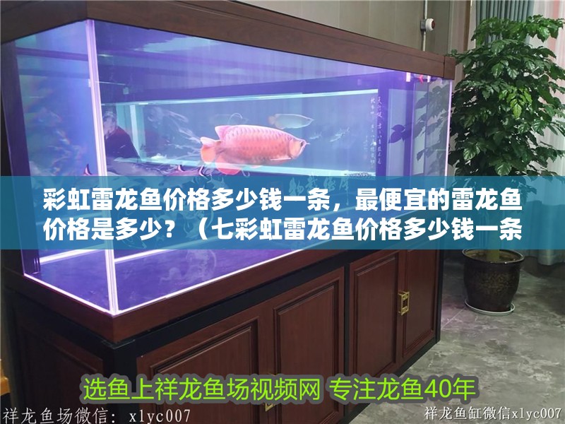 彩虹雷龍魚價(jià)格多少錢一條，最便宜的雷龍魚價(jià)格是多少？（七彩虹雷龍魚價(jià)格多少錢一條和最便宜的雷龍魚價(jià)格多少錢一條）