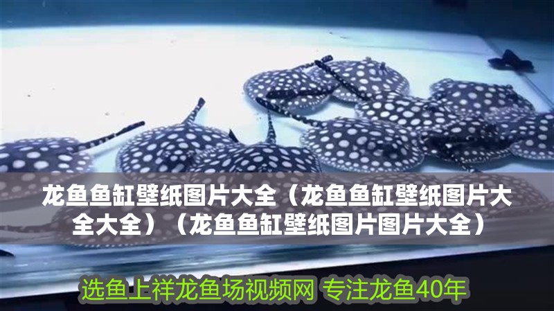 龍魚魚缸壁紙圖片大全（龍魚魚缸壁紙圖片大全大全）（龍魚魚缸壁紙圖片圖片大全）