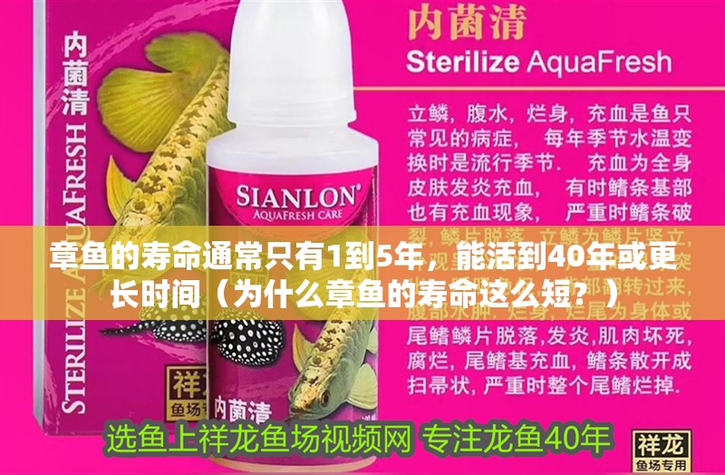 章魚的壽命通常只有1到5年，能活到40年或更長時間（為什么章魚的壽命這么短？）