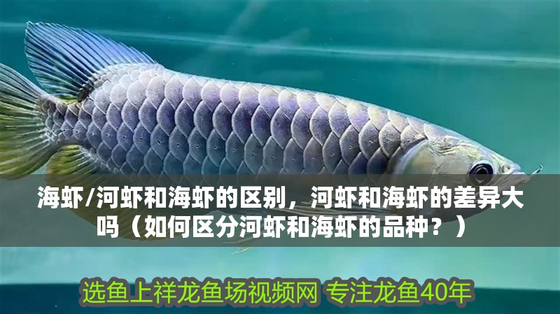 海蝦/河蝦和海蝦的區別，河蝦和海蝦的差異大嗎（如何區分河蝦和海蝦的品種？）