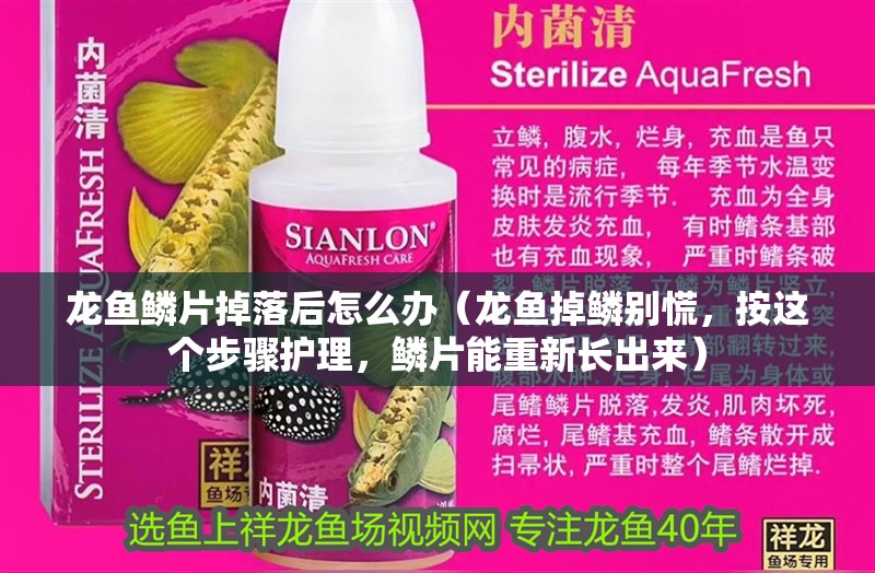 龍魚鱗片掉落后怎么辦（龍魚掉鱗別慌，按這個(gè)步驟護(hù)理，鱗片能重新長出來）
