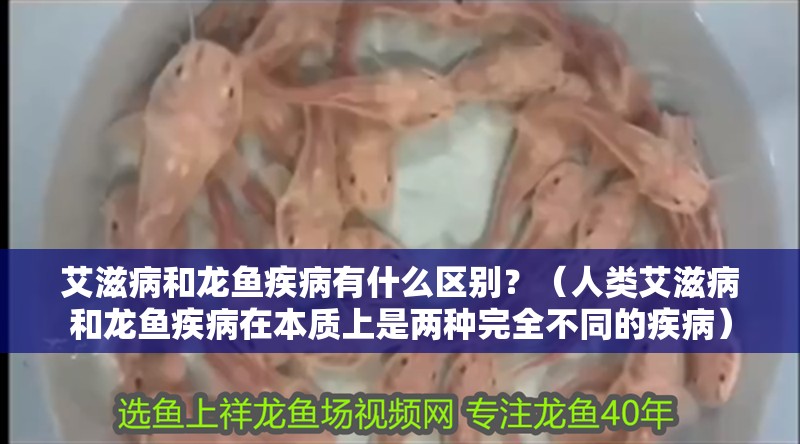 艾滋病和龍魚疾病有什么區別？（人類艾滋病和龍魚疾病在本質上是兩種完全不同的疾病）