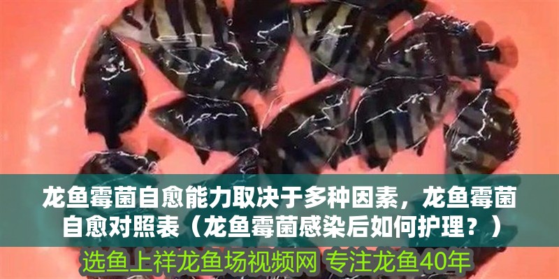 龍魚霉菌自愈能力取決于多種因素，龍魚霉菌自愈對照表（龍魚霉菌感染后如何護理？）