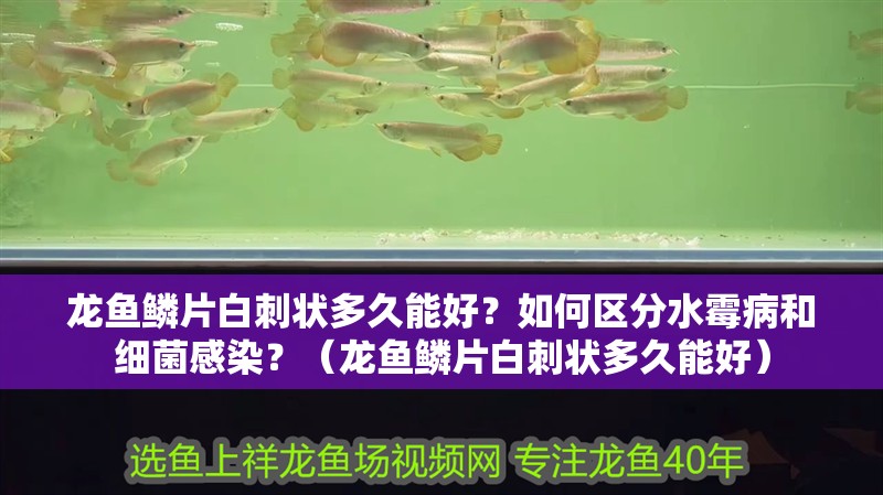 龍魚鱗片白刺狀多久能好？如何區分水霉病和細菌感染？（龍魚鱗片白刺狀多久能好）