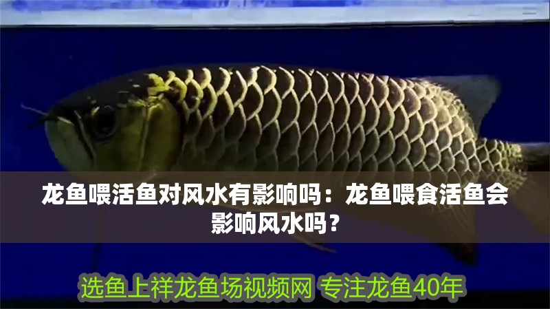 龍魚喂活魚對風水有影響嗎：龍魚喂食活魚會影響風水嗎？