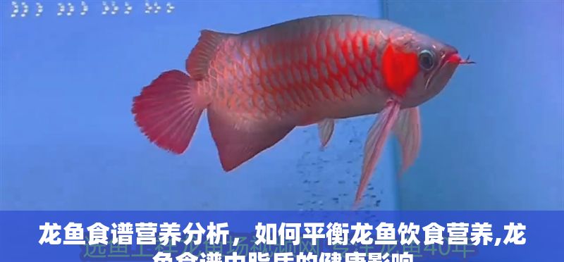 龍魚食譜營養分析，如何平衡龍魚飲食營養,龍魚食譜中脂質的健康影響