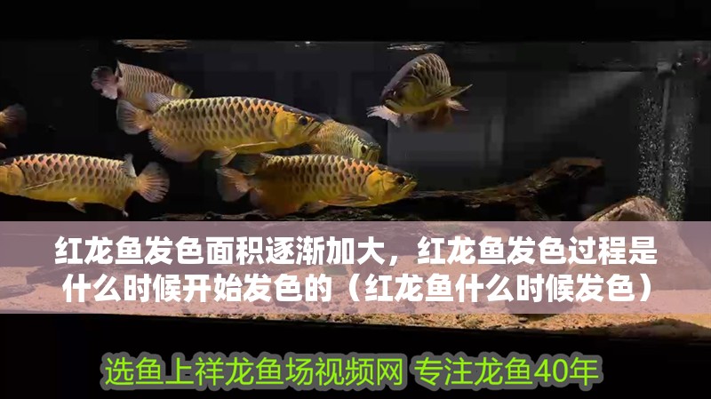 紅龍魚發色面積逐漸加大，紅龍魚發色過程是什么時候開始發色的（紅龍魚什么時候發色）
