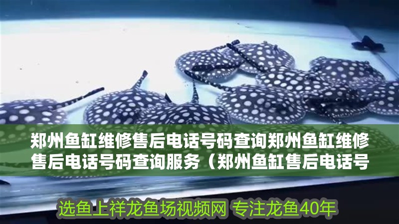 鄭州魚缸維修售后電話號碼查詢鄭州魚缸維修售后電話號碼查詢服務（鄭州魚缸售后電話號碼查詢） 鄭州魚缸維修售后電話號碼查詢鄭州魚缸維修售后電話號碼查詢服務（鄭州魚缸售后電話號碼查詢） 觀賞魚百科