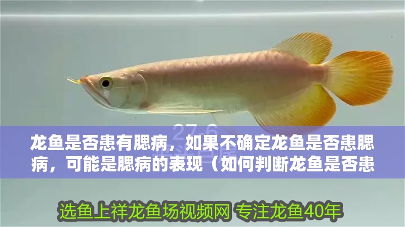 龍魚是否患有腮病，如果不確定龍魚是否患腮病，可能是腮病的表現（如何判斷龍魚是否患上腮病？）