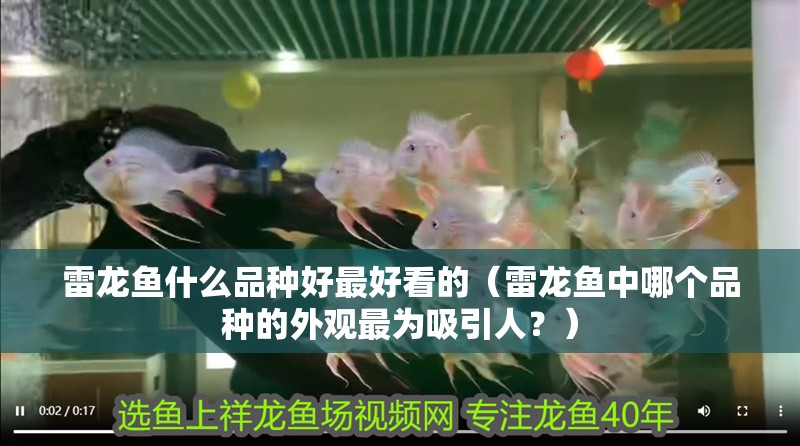 雷龍魚什么品種好最好看的（雷龍魚中哪個品種的外觀最為吸引人？）