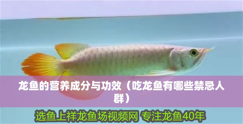 龍魚的營養成分與功效（吃龍魚有哪些禁忌人群）