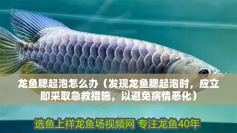龍魚腮起泡怎么辦（發現龍魚腮起泡時，應立即采取急救措施，以避免病情惡化）
