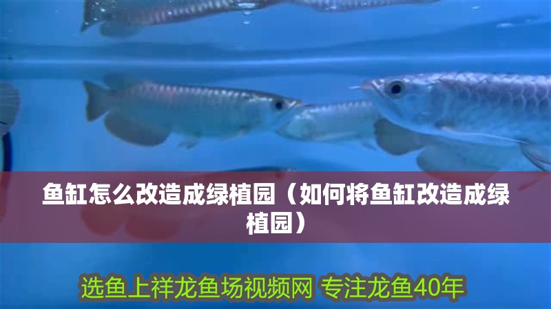 魚缸怎么改造成綠植園（如何將魚缸改造成綠植園）