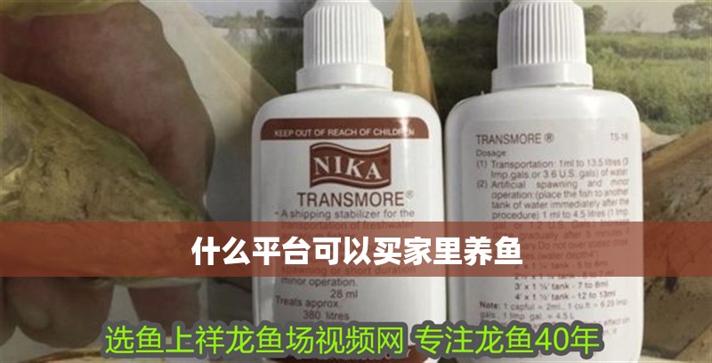 什么平臺可以買家里養魚 什么平臺可以買家里養魚 觀賞魚百科