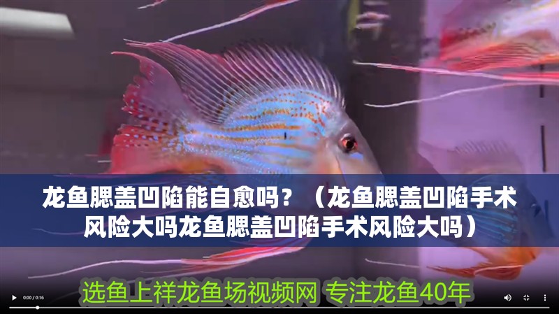 龍魚腮蓋凹陷能自愈嗎？（龍魚腮蓋凹陷手術風險大嗎龍魚腮蓋凹陷手術風險大嗎）