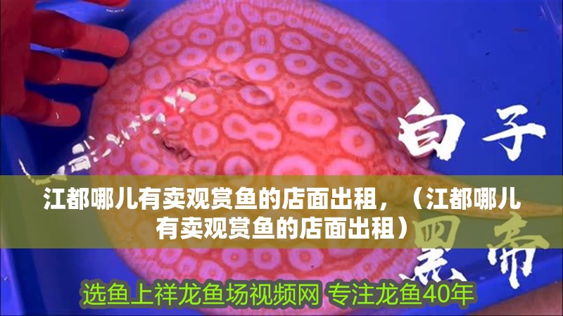 <strong><mark>江都</mark></strong>哪兒有賣觀賞魚的店面出租，（<strong><mark>江都</mark></strong>哪兒有賣觀賞魚的店面出租）