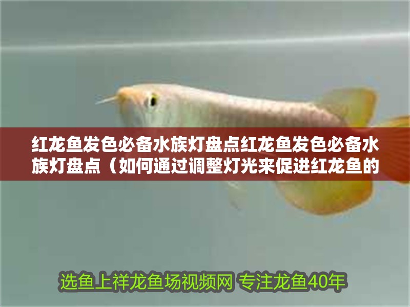 紅龍魚發(fā)色必備水族燈盤點(diǎn)紅龍魚發(fā)色必備水族燈盤點(diǎn)（如何通過調(diào)整燈光來促進(jìn)紅龍魚的發(fā)色）