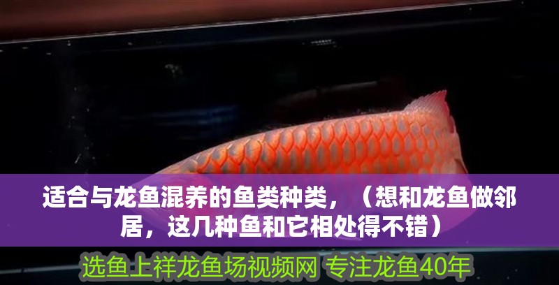 適合與龍魚混養的魚類種類，（想和龍魚做鄰居，這幾種魚和它相處得不錯）