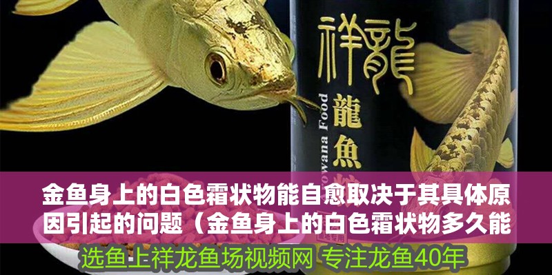 金魚身上的白色霜狀物能自愈取決于其具體原因引起的問題（金魚身上的白色霜狀物多久能好？）
