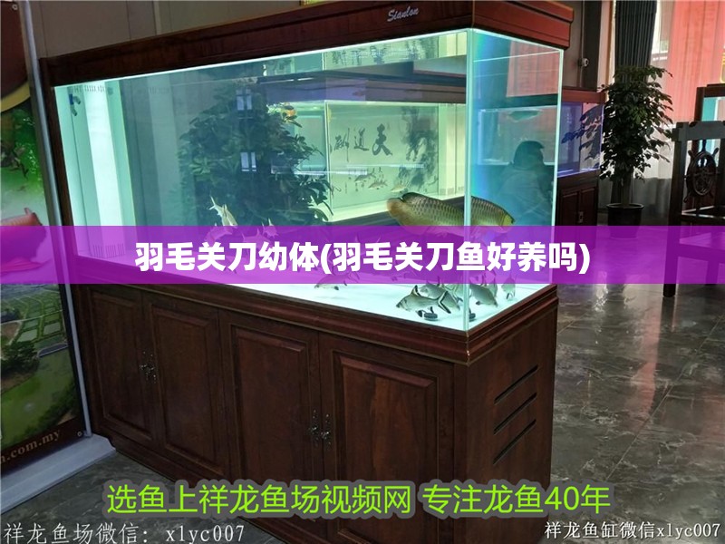 羽毛關刀幼體(羽毛關刀魚好養嗎)