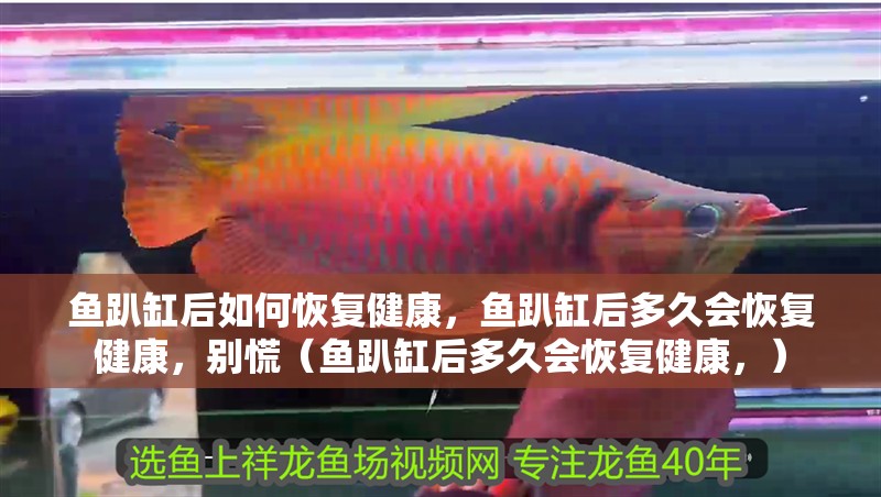 魚趴缸后如何恢復健康，魚趴缸后多久會恢復健康，別慌（魚趴缸后多久會恢復健康，）