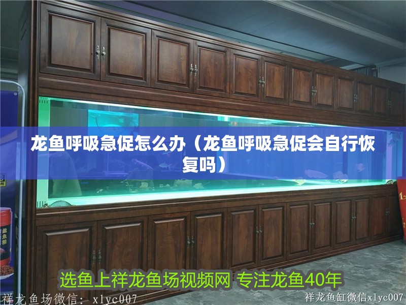 龍魚呼吸急促怎么辦（龍魚呼吸急促會自行恢復嗎）