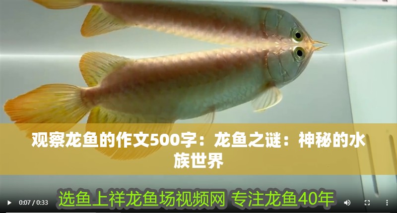 觀察龍魚的作文500字：龍魚之謎：神秘的水族世界