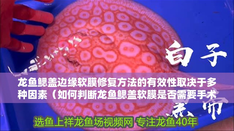 龍魚鰓蓋邊緣軟膜修復方法的有效性取決于多種因素（如何判斷龍魚鰓蓋軟膜是否需要手術？） 龍魚鰓蓋邊緣軟膜修復方法的有效性取決于多種因素（如何判斷龍魚鰓蓋軟膜是否需要手術？） 龍魚百科