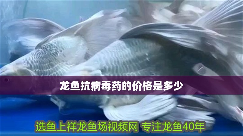 龍魚抗病毒藥的價(jià)格是多少