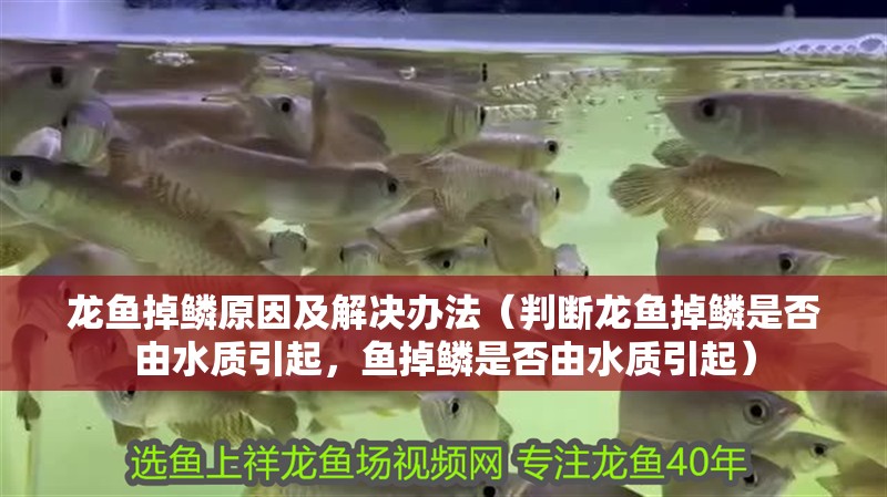 龍魚掉鱗原因及解決辦法（判斷龍魚掉鱗是否由水質引起，魚掉鱗是否由水質引起）