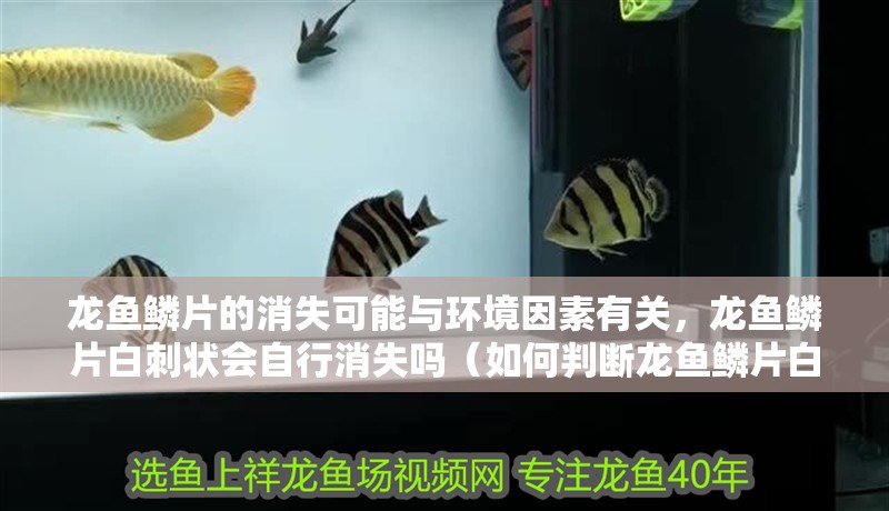 龍魚(yú)鱗片的消失可能與環(huán)境因素有關(guān)，龍魚(yú)鱗片白刺狀會(huì)自行消失嗎（如何判斷龍魚(yú)鱗片白刺狀會(huì)自行消失嗎？）