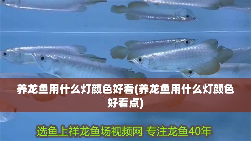 養龍魚用什么燈顏色好看(養龍魚用什么燈顏色好看點)