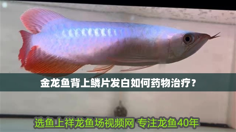 金龍魚背上鱗片發白如何藥物治療？