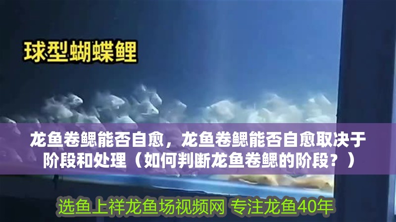 龍魚(yú)卷鰓能否自愈，龍魚(yú)卷鰓能否自愈取決于階段和處理（如何判斷龍魚(yú)卷鰓的階段？）