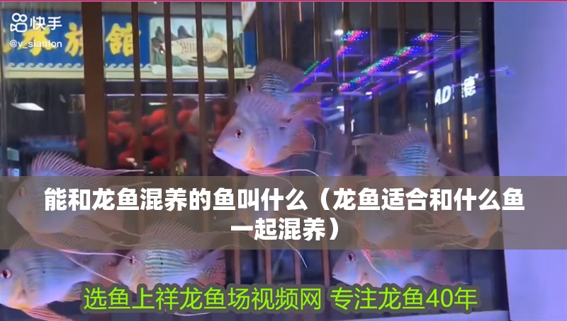 能和龍魚混養的魚叫什么（龍魚適合和什么魚一起混養） 能和龍魚混養的魚叫什么（龍魚適合和什么魚一起混養） 觀賞魚百科