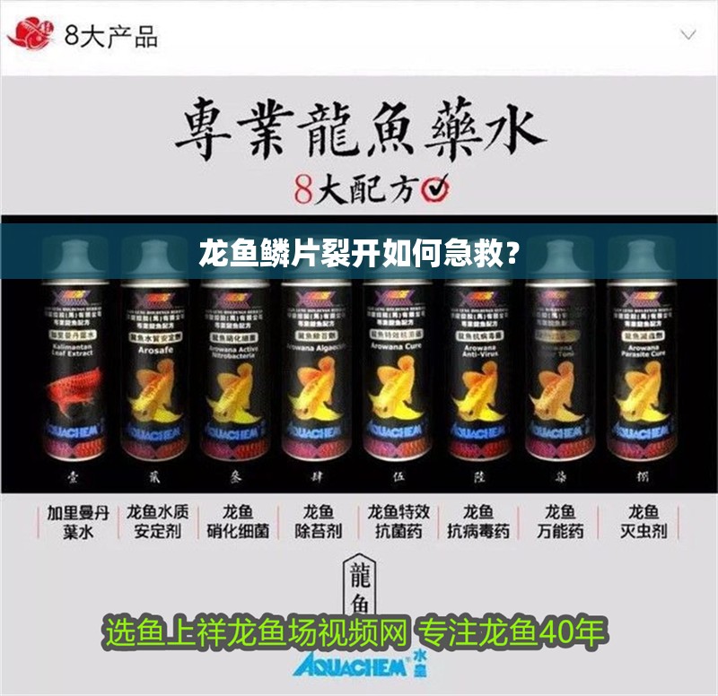 龍魚鱗片裂開如何急救？