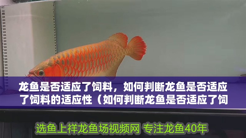 龍魚是否適應了飼料，如何判斷龍魚是否適應了飼料的適應性（如何判斷龍魚是否適應了飼料）
