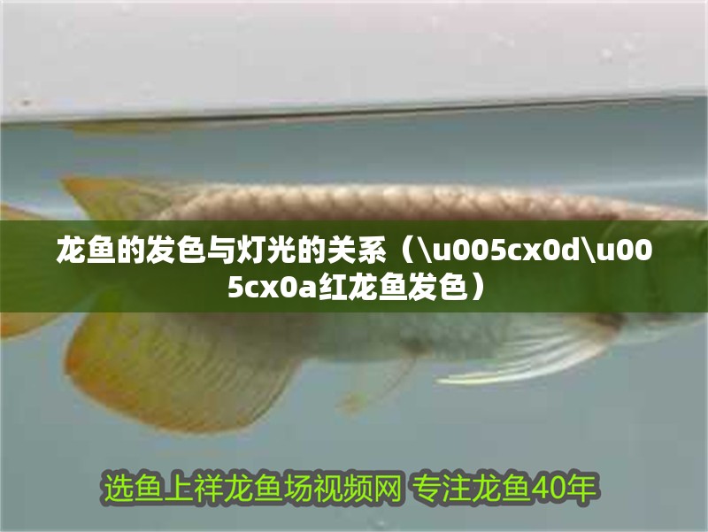 龍魚的發(fā)色與燈光的關系（\u005cx0d\u005cx0a紅龍魚發(fā)色）