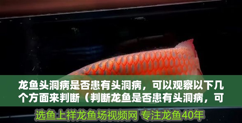 龍魚頭洞病是否患有頭洞病，可以觀察以下幾個(gè)方面來判斷（判斷龍魚是否患有頭洞病，可以觀察以下幾個(gè)方面來判斷）